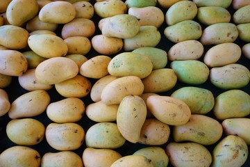 Fresh champagne mango in bulk