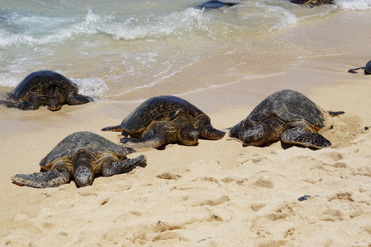 Wild Honu Giant Hawaiian Green Sea Turtles At Hookipa Beach Park, Maui