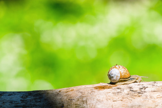 Snail on a branch in a green forest