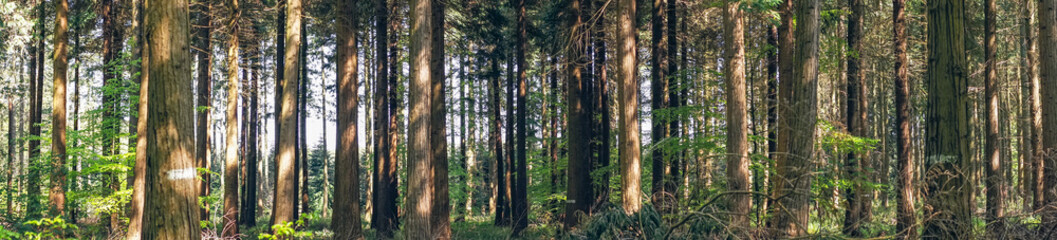 Pine trees in a forest panorama landscape