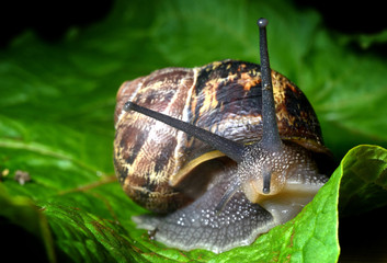 Snail