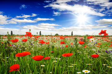 Sommergefühle in der freien Natur:  Freude, Glück, Leichtigkeit, Auszeit, Gelassenheit,...