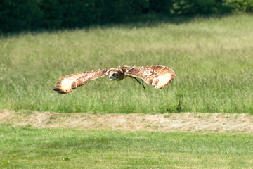 Horned owl flying over a green field