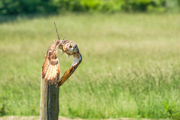 Horned owl taking off