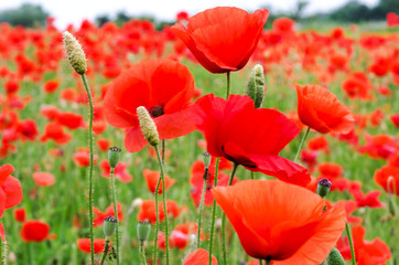 Summer happiness: meadow with red poppies :)