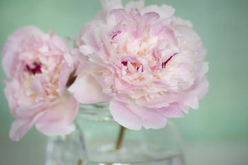 Pink flowers isolated against pale green