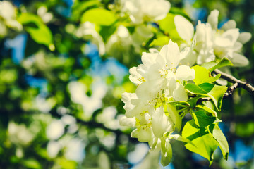 Beautiful apple tree branch with sun. Beautiful spring blooming