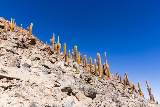 Los Flamencos National Reserve