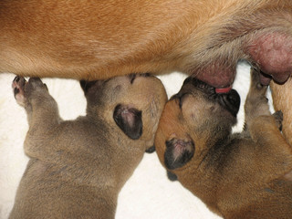 Two cute less than one month old bullmastiff puppies sucking