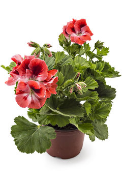 Red garden English geranium with buds in flowerpot isolated on white background