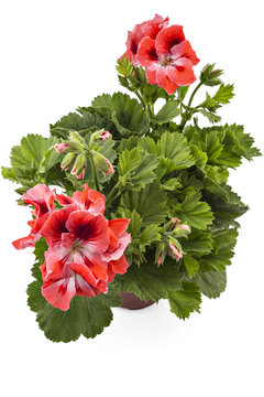 Red garden English geranium with buds in flowerpot isolated on white background