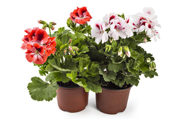 Red and white English geranium with buds in flowerpot isolated on white background - 113320216