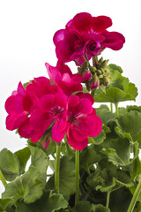 Red garden Geranium Pelargonium flowers isolated on white background