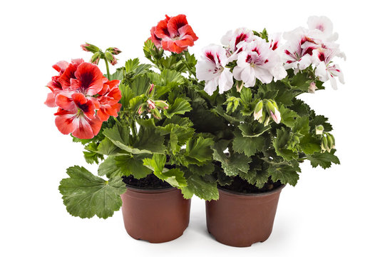 Red and white English geranium with buds in flowerpot isolated on white background