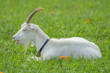 weiße hausziege auf der weide / white goat on the Meadow