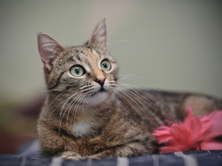 Portrait of a cat with white moustaches