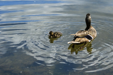 Female Mallard duck with duckling swimming