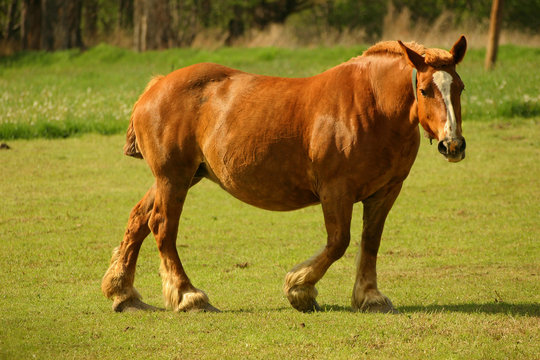 Brown coldblood horse