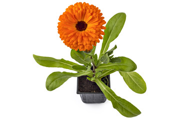 Marigold flower, Calendula Officinalis, with leaves in flowerpot isolated on white