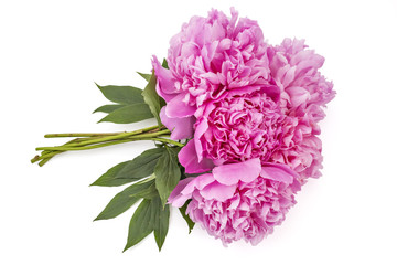 Beautiful pink peony flower, Paeonia lactiflora, isolated on white background