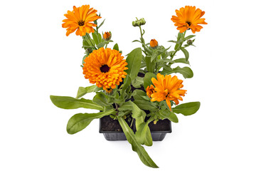 Fototapeta premium Four marigold flowers, Calendula Officinalis, with leaves in flowerpot isolated on white