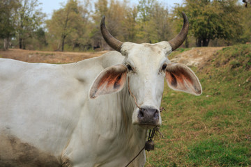Cows grazing in a farm