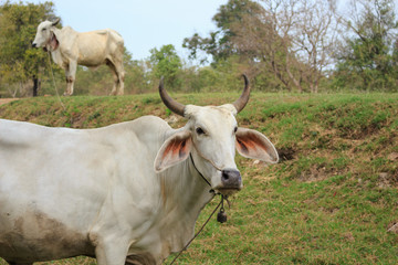 Cows grazing in a farm