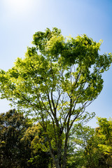 新緑の木新緑の木
