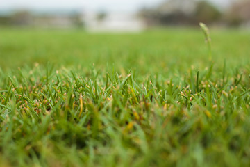 grass background