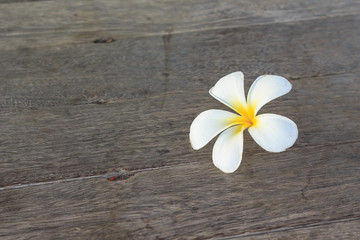 Plumeria white on wood background