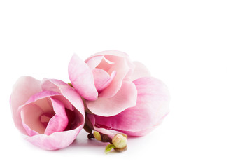 Fototapeta premium pair pink magnolia