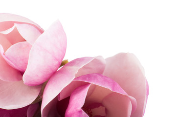 pair pink magnolia