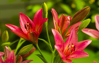lilies. Red lily flower. lily flower