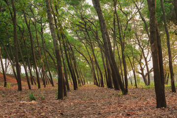 tree forest soft focus soft light