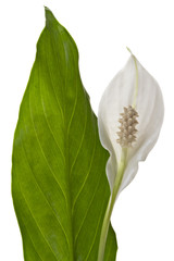 Spathiphyllum flower with leaf, isolated on white background. Commonly known as Spath or peace...