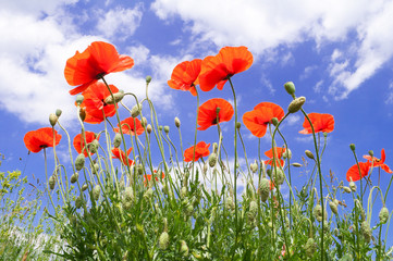 Obraz na płótnie Canvas Red poppies on a background of blue sky with white clouds