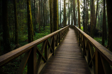 Fototapeta premium A wood path in Alishan National Scenic Area Cypress trail