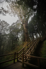 The No.28 Famous red cypress tree in Alishan National Scenic Are
