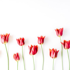 Pink and red tulips and green leaves on white background. Flat lay, top view