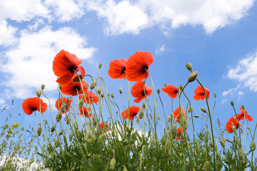 Red poppies on a background of blue sky with white clouds