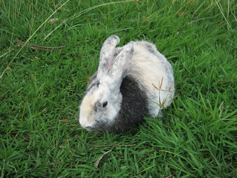 rabbit running on garden