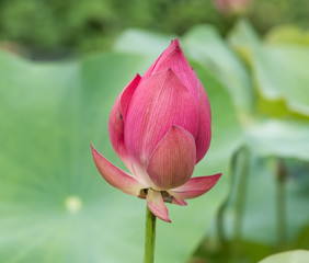 blooming lotus flower