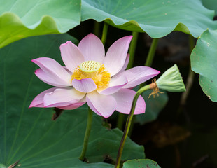 blooming lotus flower