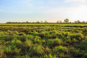 Obraz premium grass sunset sky