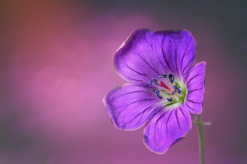 Wood cranesbill on grunge purple background