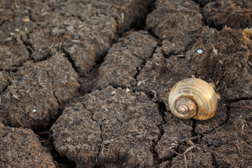 dry dead shellfish inanimate