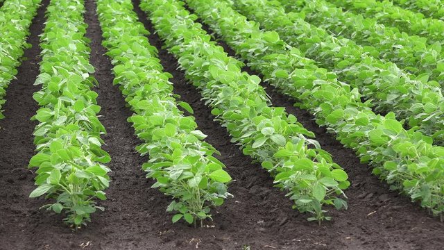 Cultivated soybean field, crops growing in rows