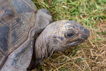 tortue géante des Seychelles 