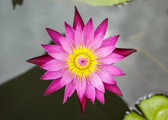 Lotus blossom into star shape