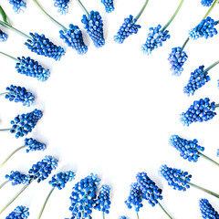 blue muscari flower isolated on white background. flat lay, top view